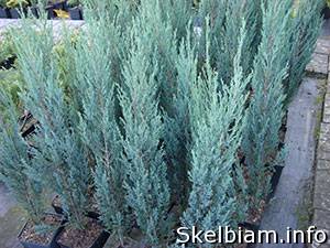 Skelbimas Uolinis kadagys