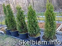 Skelbimas Tujos gyvatvorems