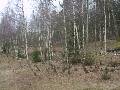 Parduodamas 22 ar�, nam� valdos,  �em�s sklypas Bajor� k. skelbimo nuotrauka