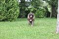 Skelbimas: Kaukazo Aviganiai nuo WDS-Paris-2011 Nugaletojo(caucasian shepherd dog) skelbimai